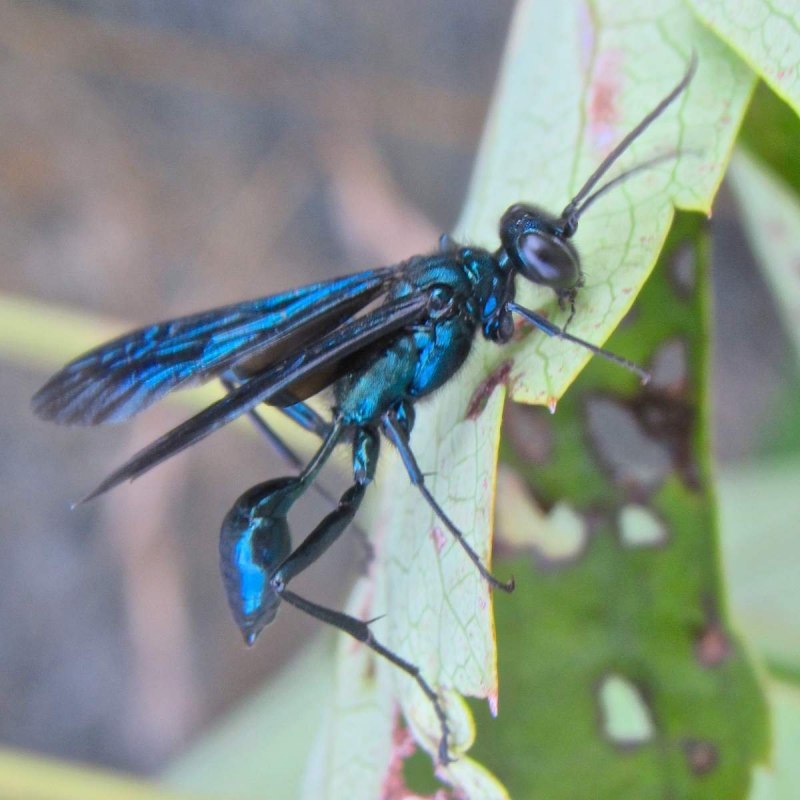Chalybion californicum