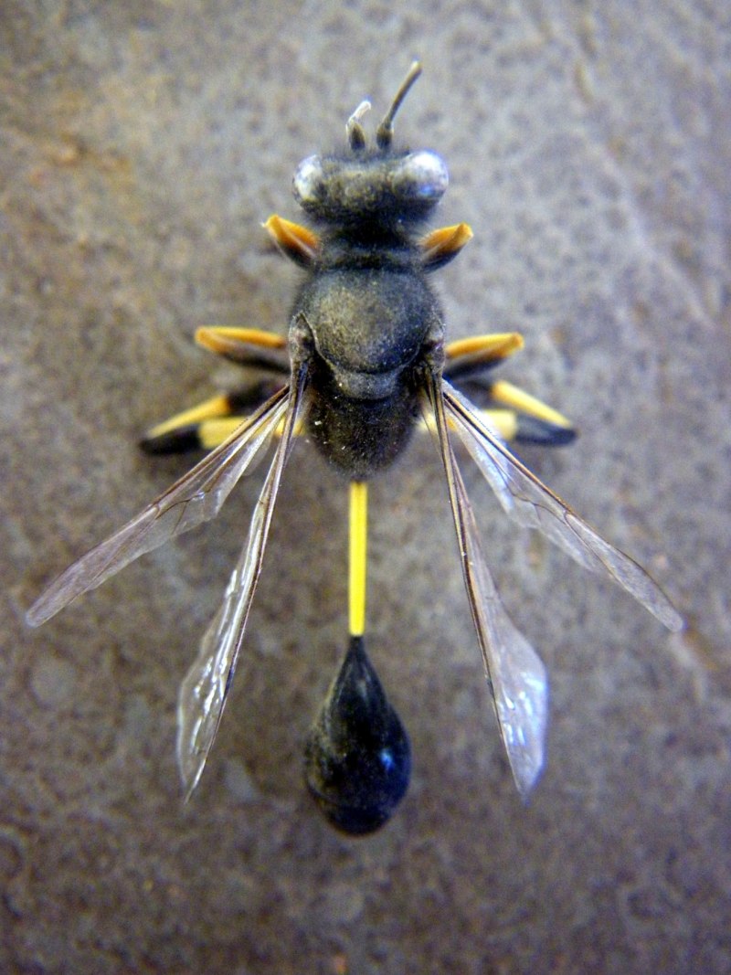 Scolia galbula