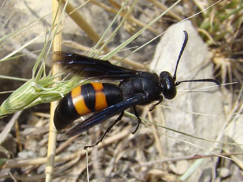 Hornet хвост