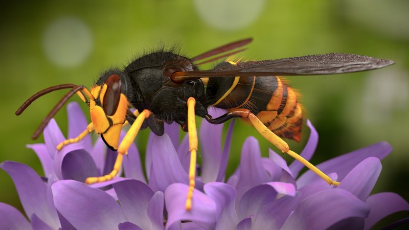 Синяя мясная Муха Calliphora