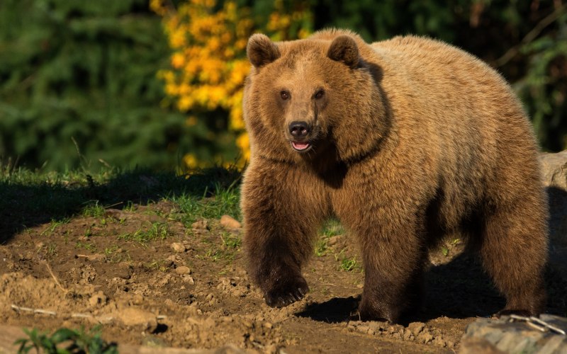 Бурый медведь (Ursus arctos)