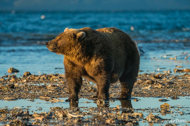 Дальневосточный бурый медведь (62 фото)