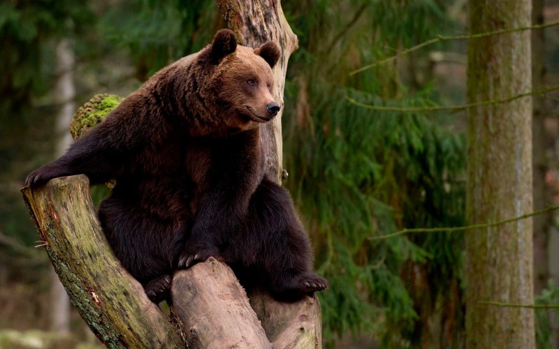 Гризли Ursus arctos horribilis