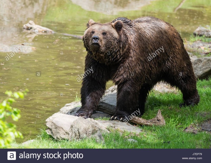 Аляскинский бурый медведь