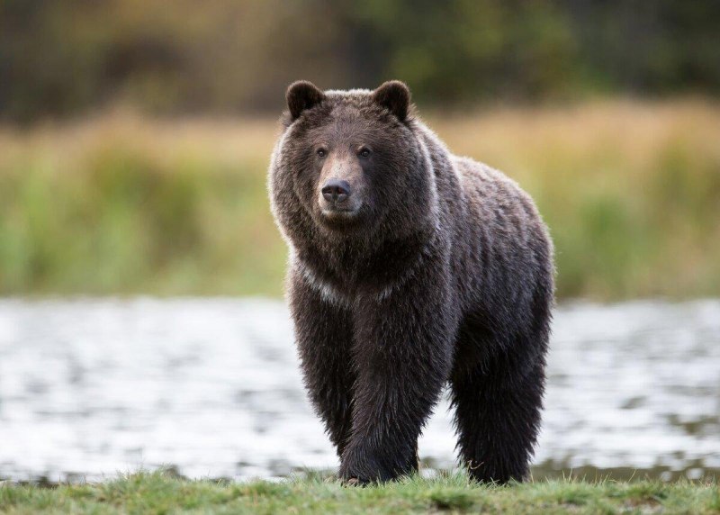Северная Америка медведь Гризли
