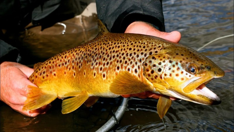 Yellowstone Cutthroat Trout