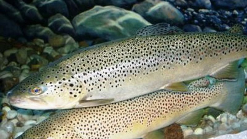 Черноморская кумжа Черноморский лосось