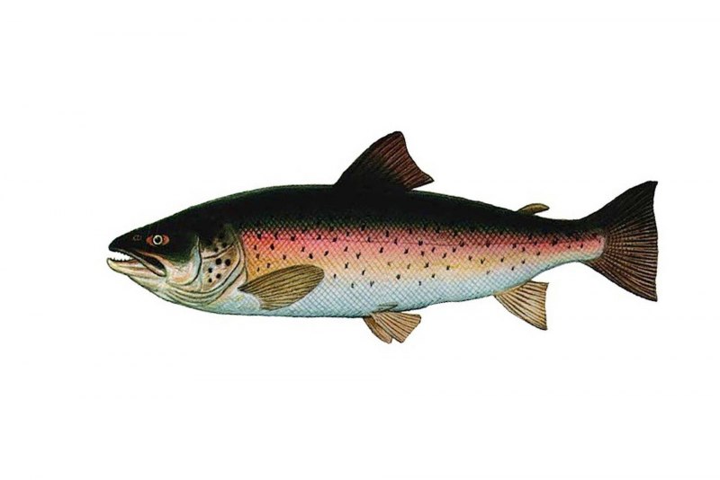 Каспийская кумжа – Salmo trutta caspius (Kessler, 1870)