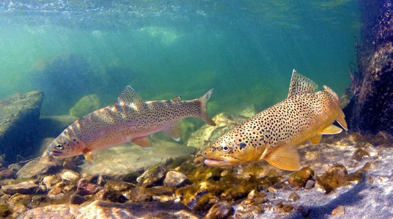 Кумжа Salmo trutta