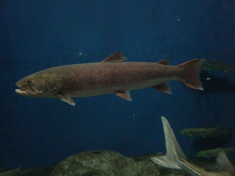 Лосось Salmo Salar