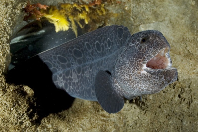 Anarrhichthys ocellatus