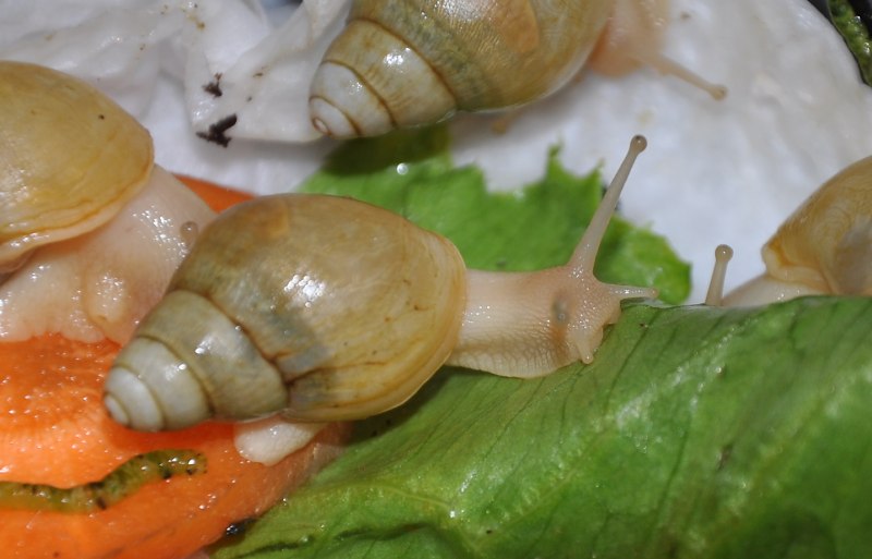 Achatina iredalei (ахатина ирадели).