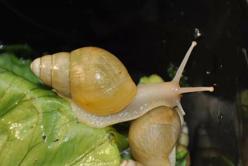 Achatina iredalei (ахатина ирадели).