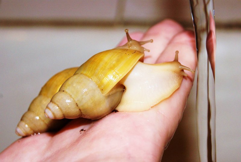Achatina iredalei (ахатина ирадели).