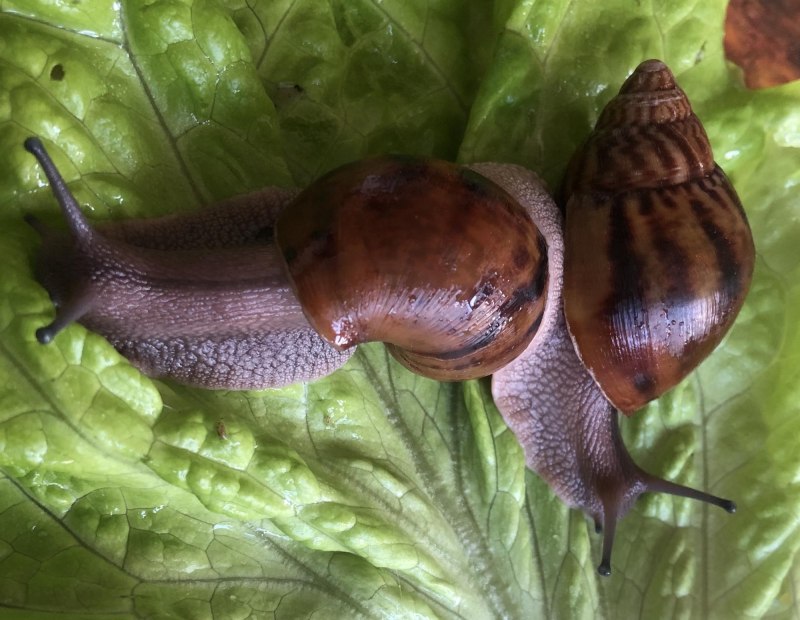 Тигровая улитка (Achatina Achatina)