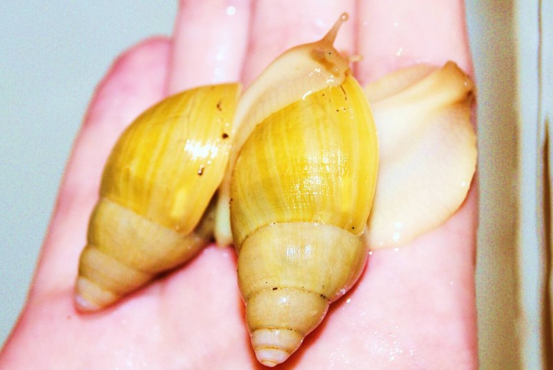 Achatina iredalei (ахатина ирадели).