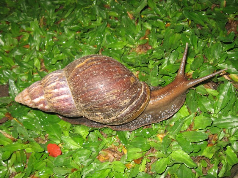 Ахатина varicosa