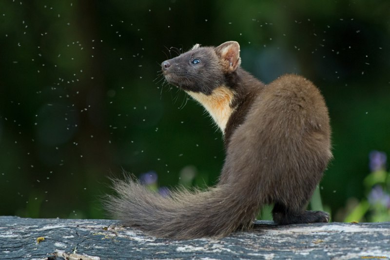 Американская норка (Mustela Vison)