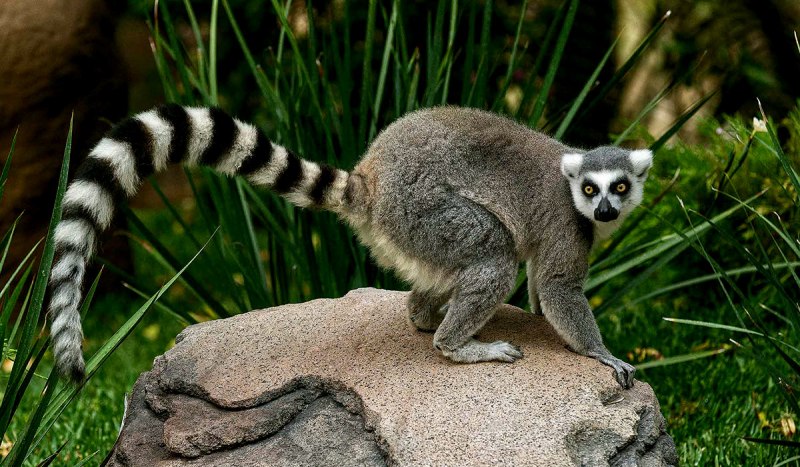 Колонок Mustela sibirica