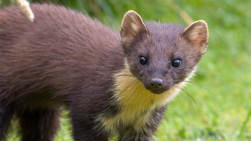 Горностай (Mustela erminea)