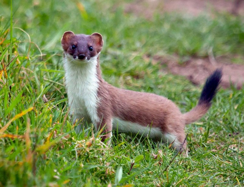 Ласка (Mustela nivalis)