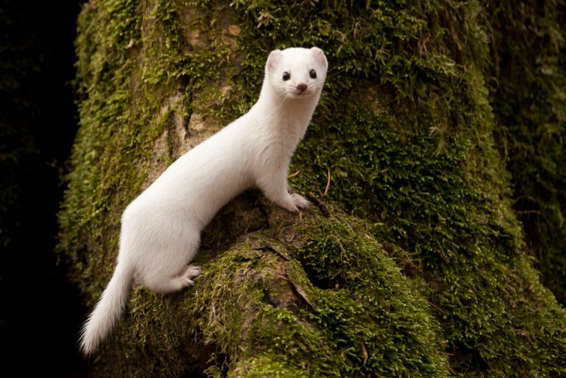 Ласка обыкновенная (Mustela nivalis)