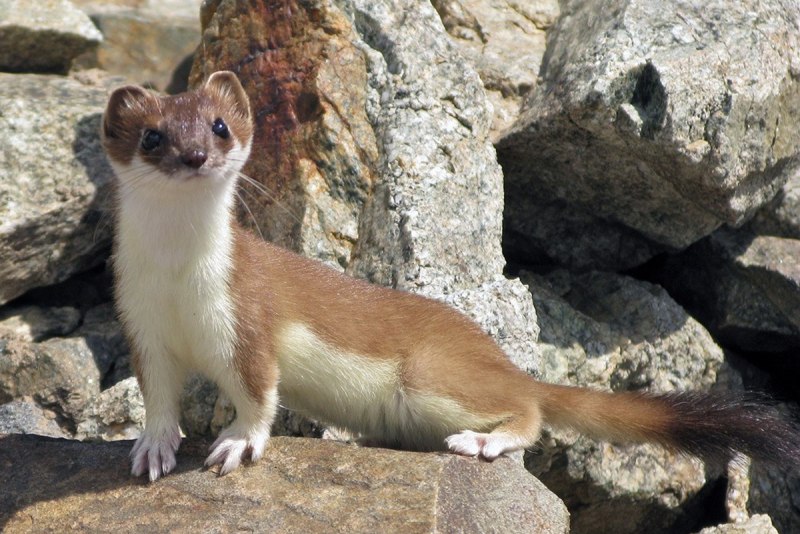 Ласка (Mustela nivalis)