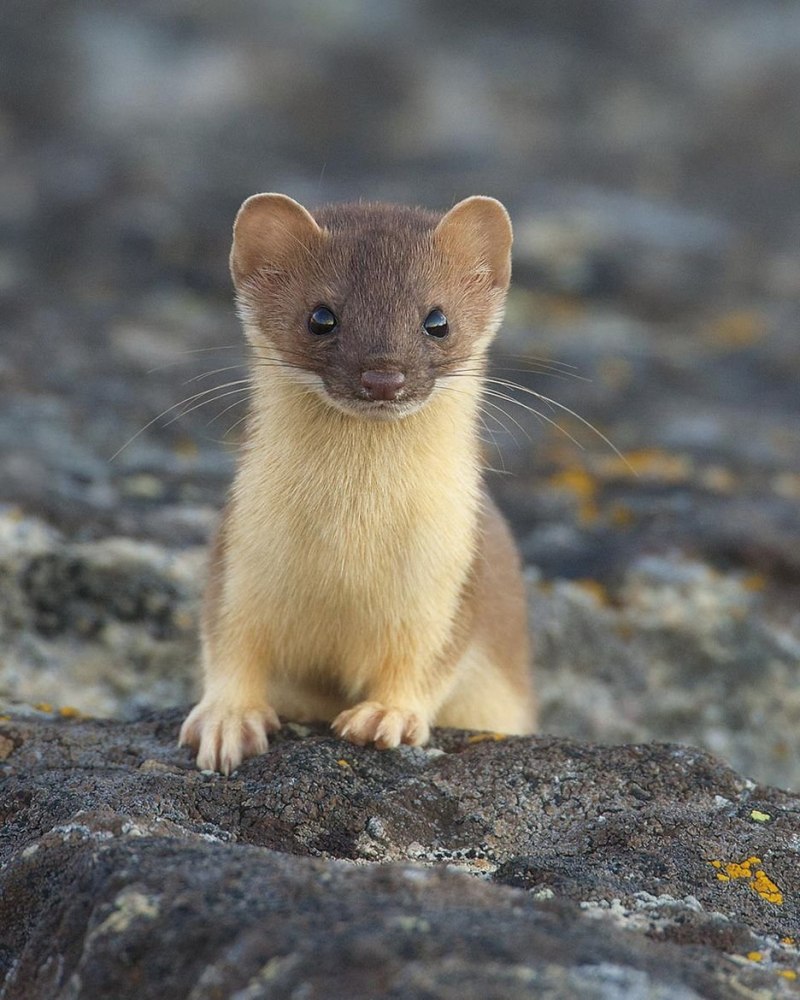 Ласка (Mustela nivalis)