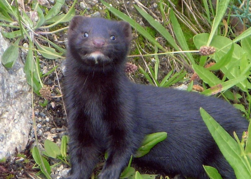 Американская норка (Mustela Vison)