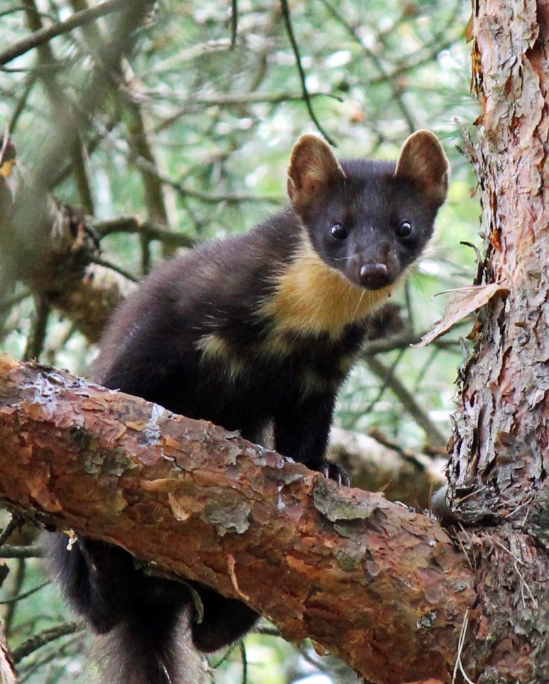 Сибирский колонок Mustela sibirica
