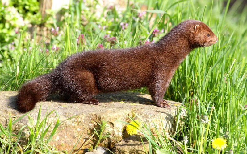 Сибирский колонок Mustela sibirica