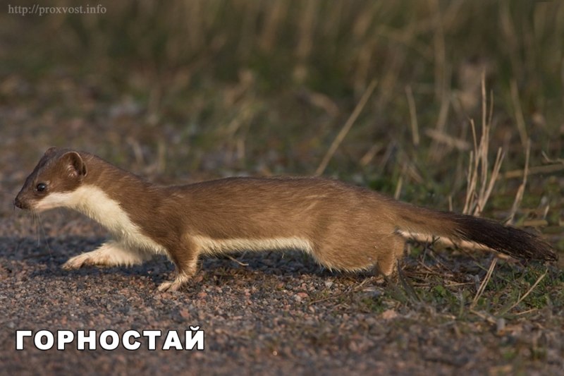 Горностай (Mustela erminea)