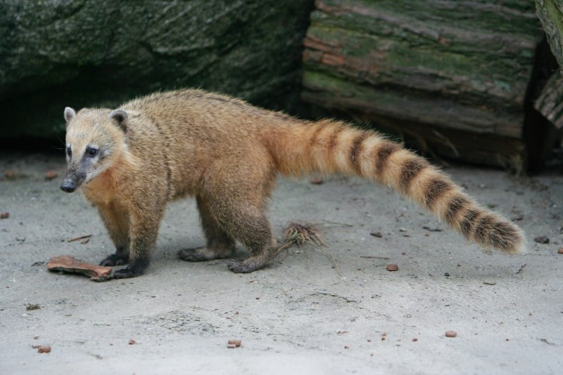 Американская норка (Mustela Vison)