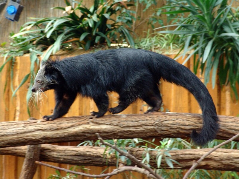 Колонок Mustela sibirica
