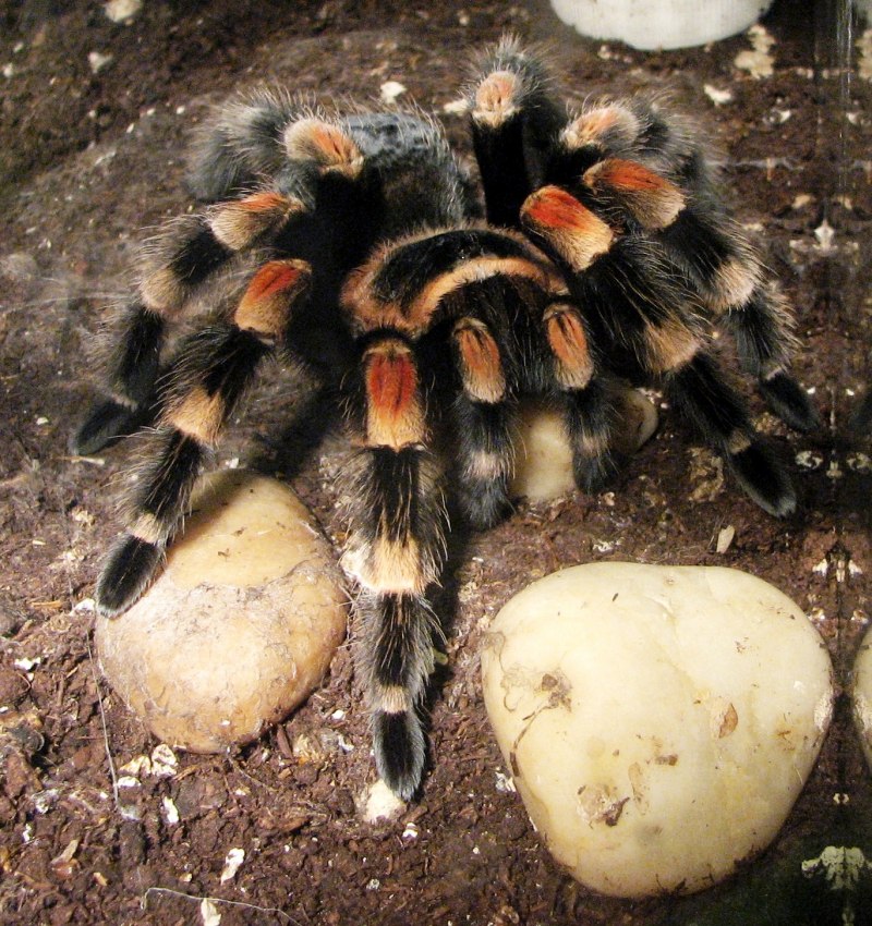 Tliltocatl Vagans