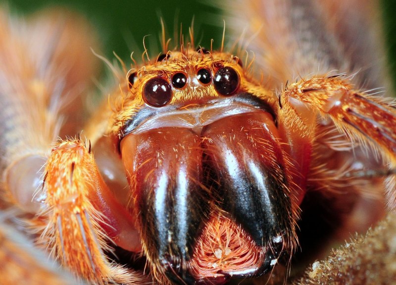 Паук Brachypelma smithi