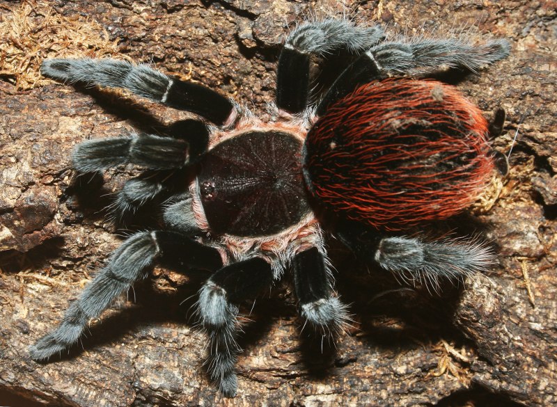 Паук Brachypelma boehmei