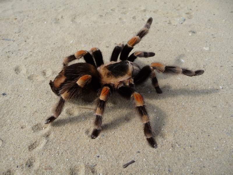 Паук Brachypelma Vagans