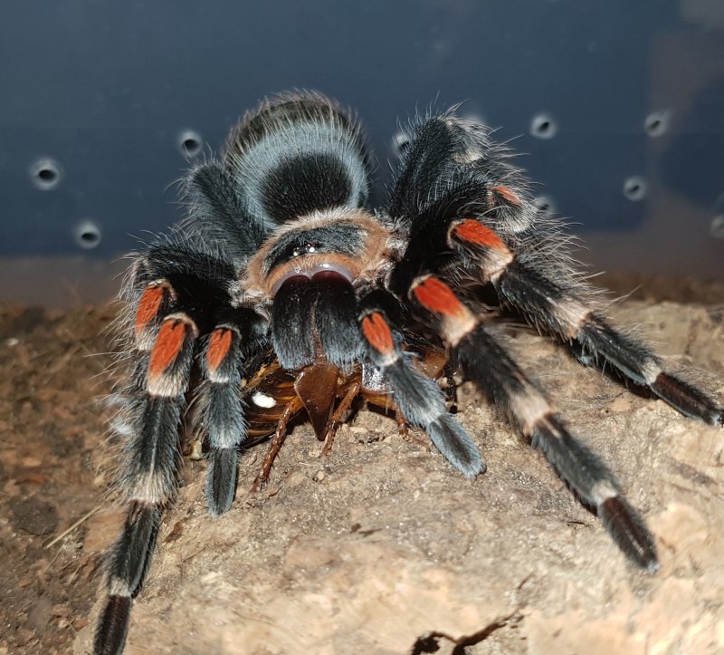 Паук-птицеед Brachypelma albiceps