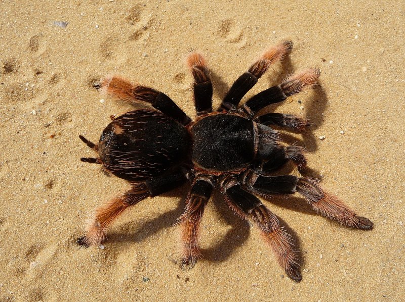 Паук Brachypelma albopilosum
