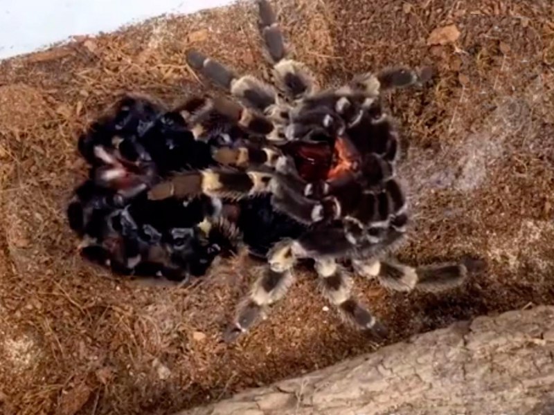 Паук птицеед Pterinochilus murinus