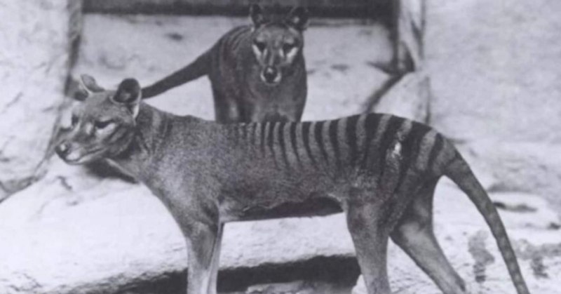 "Thylacine" && ( исполнитель