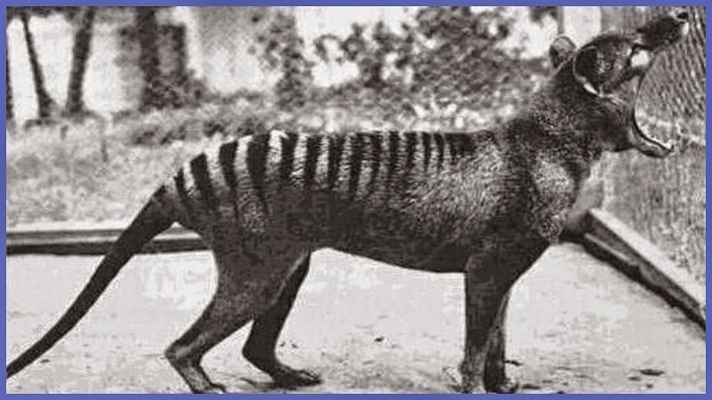 Сумчатый волк 1936