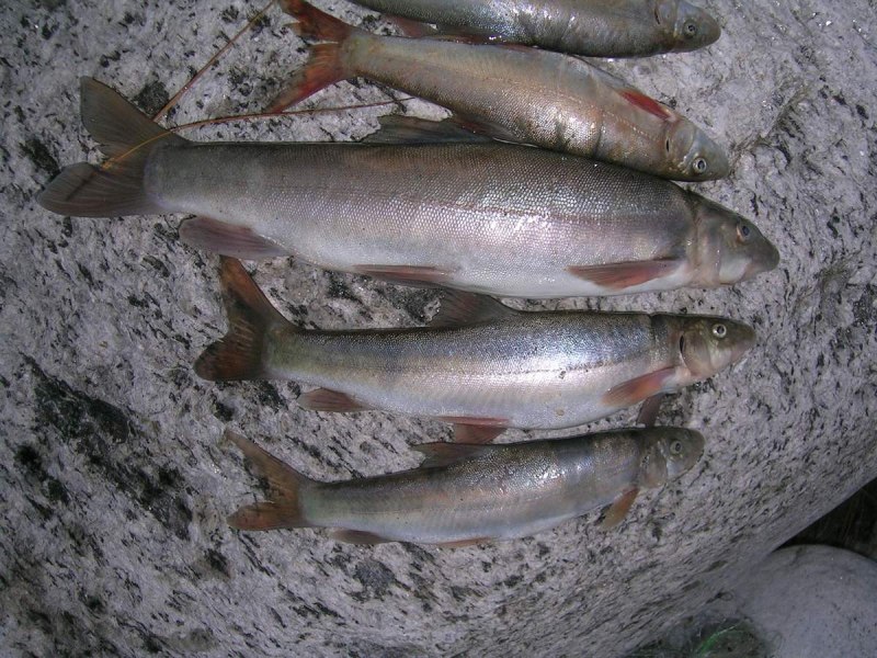 Рыба Маринка