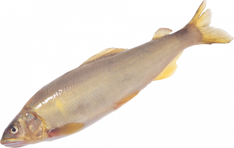 Чебак сорожка