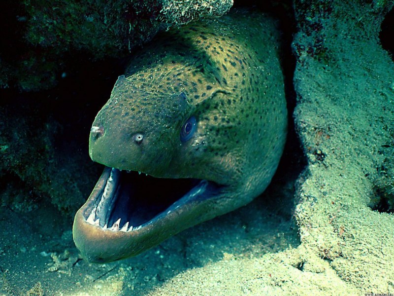Rhinomuraena quaesita
