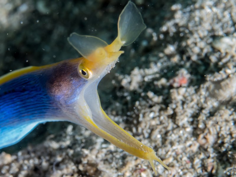 Gymnothorax flavimarginatus