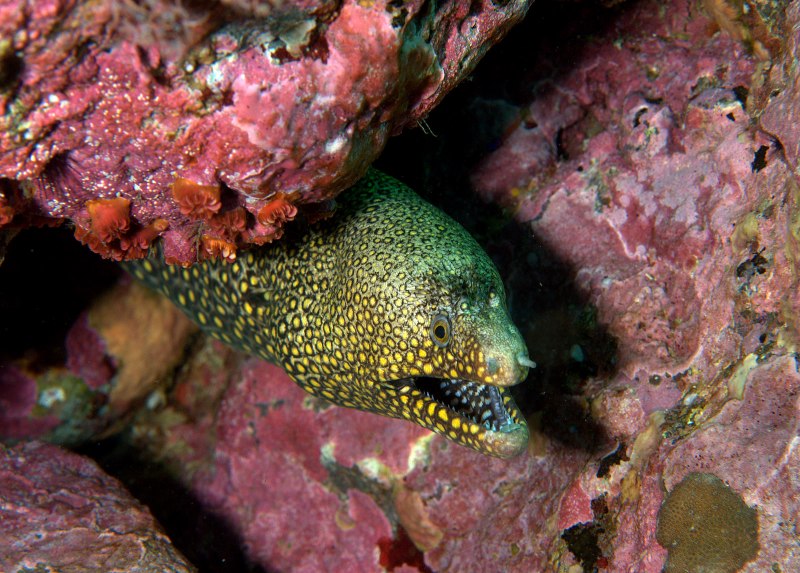 Muraena Pavonina
