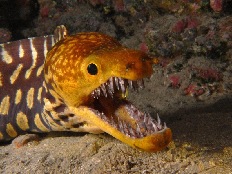 Gymnothorax javanicus