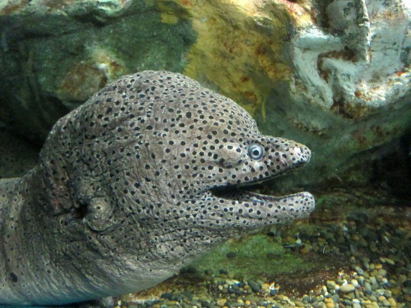 Rhinomuraena quaesita